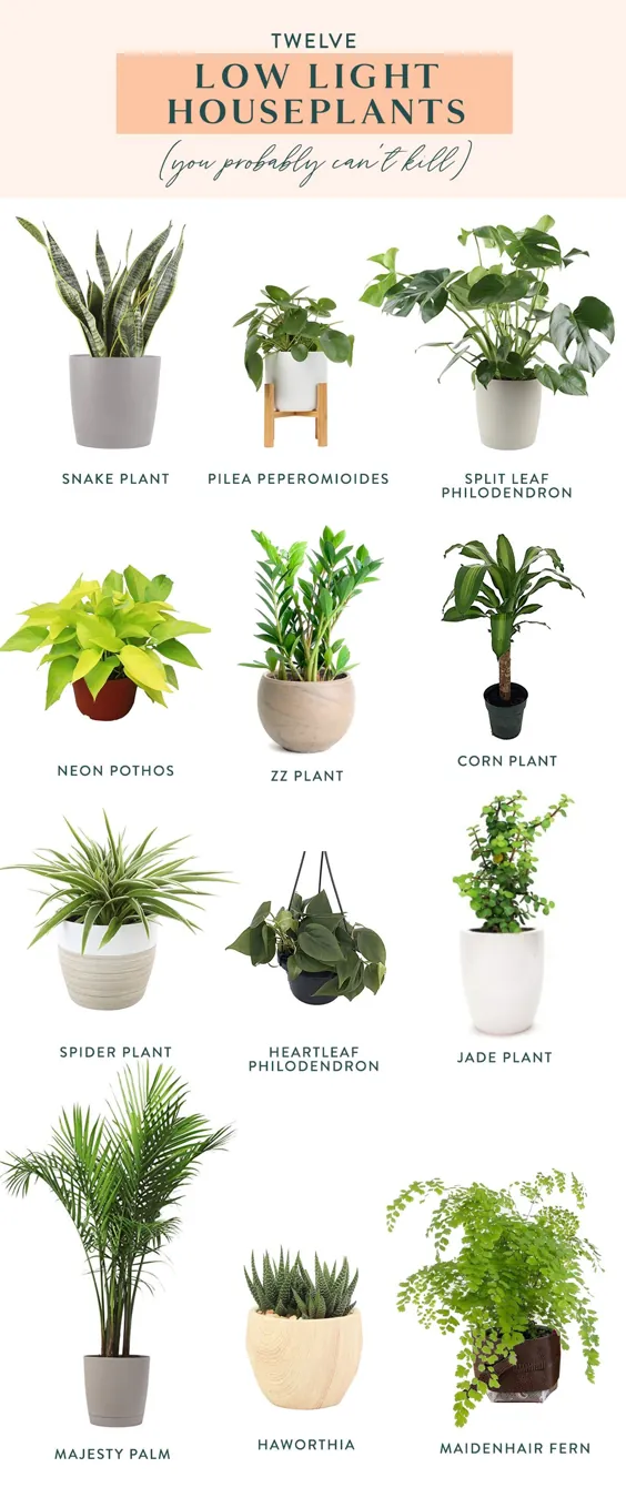 دوازده گیاه در محیط کم نور که احتمالاً نمی توانید آنها را از بین ببرید