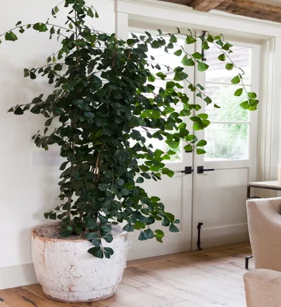 15 گیاه بزرگ داخل منزل برای روشنایی هر مکان در هر اتاق - Black Homesteader