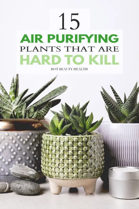 15 گیاه تصفیه کننده هوا در خانه شما نیاز دارید - سلامتی زیبایی