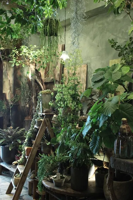 گیاهان خانگی - 25 گیاه داخلی در جنگل شهری شما |  راکون خونه