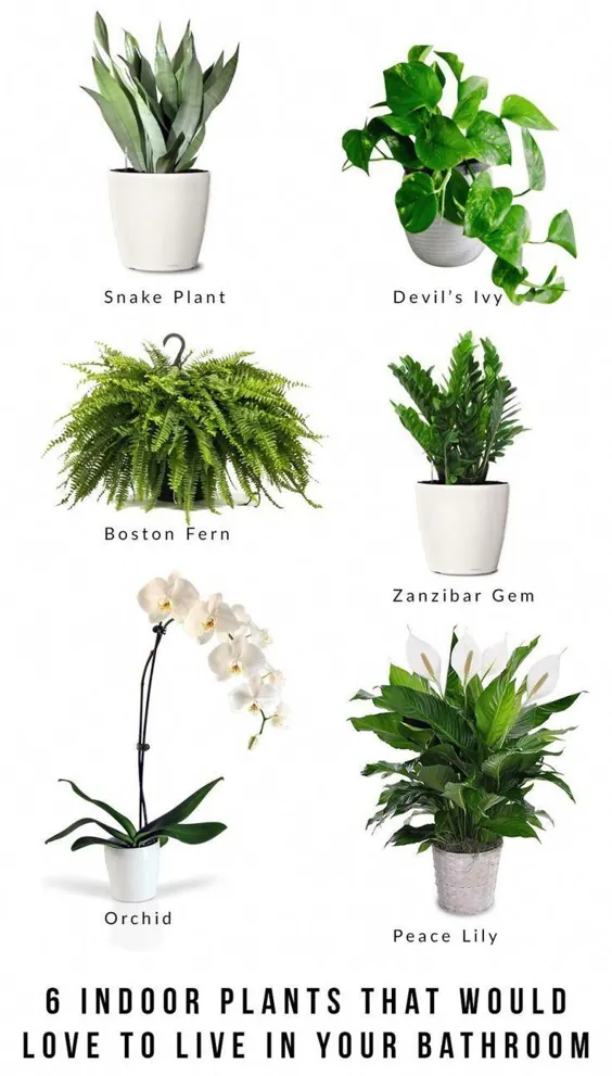 6 گیاه داخلی که دوست دارند در حمام شما زندگی کنند