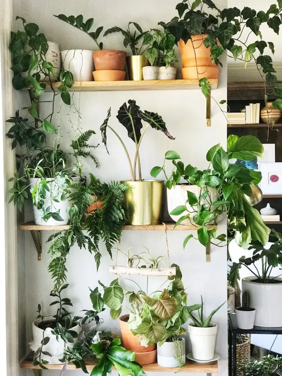 دیوار گیاهان داخل سالن - زندگی عشق لارسون