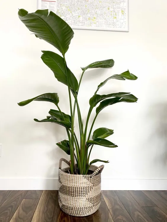 گیاهان داخل سالن بلند |  7 بهترین گیاه بزرگ خانگی برای رشد در خانه شما - فضای خوش ذوق من