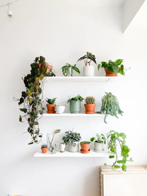برخی از قفسه ها را برای تحکیم همه گیاهان کوچک خود بسازید