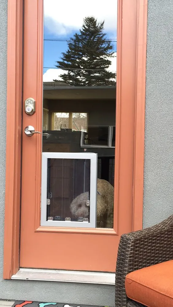 بهترین دنور ، CO |  درب شیشه ای کشویی دنور |  درب حیوان خانگی پاسیو دنور - از طریق درهای سگ شیشه ای
