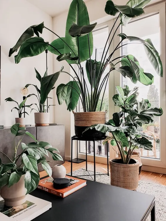 Jungle Urban Pflanzen