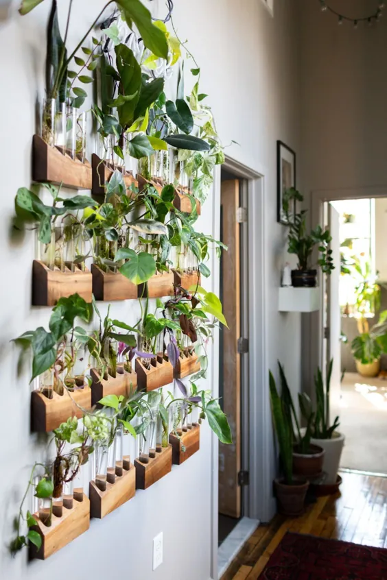 خانه و استودیوی Plant Doctor’s Baltimore کاملاً با گیاهان سبز زرق و برق دار پر شده است