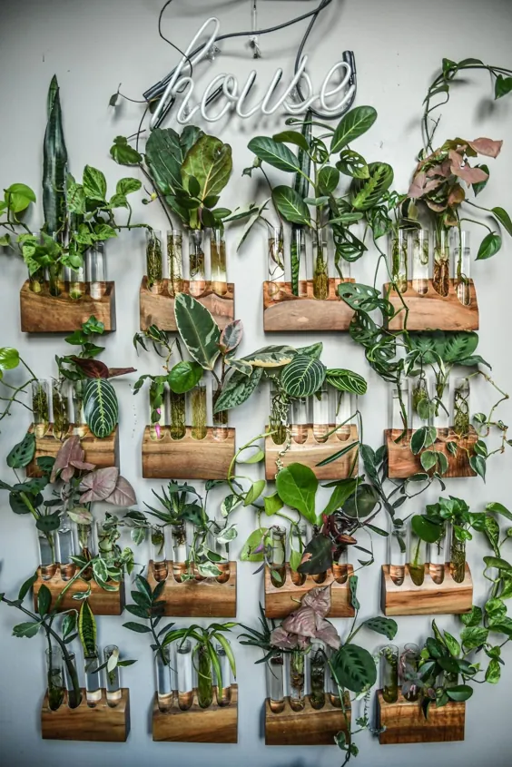 Hilton Carter zeigt dir، wie man Pflanzen vermehrt - Airbnb