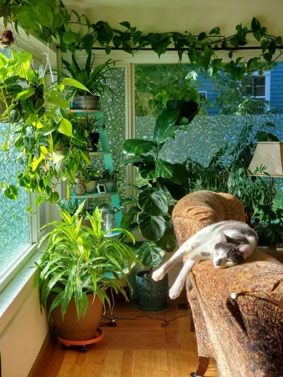 یکی از گوشه های گیاه من و یکی از گربه های من همه از آفتاب صبحگاهی لذت می برند.