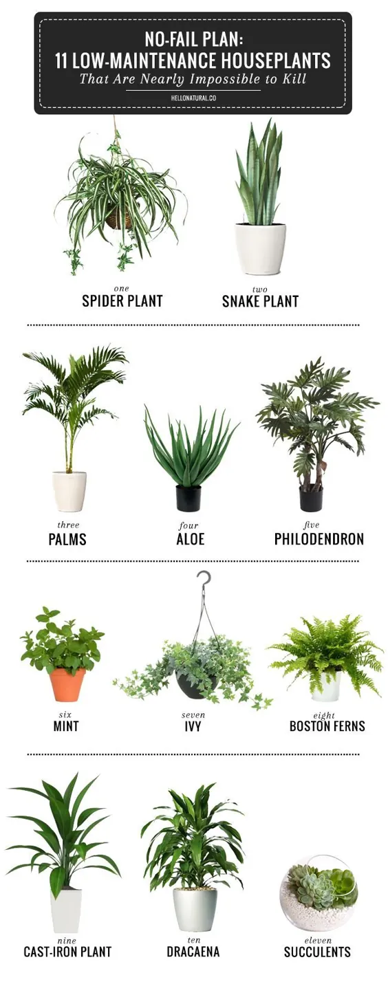 11 بهترین گیاهان آپارتمانی برای رشد آسان |  HelloGlow.co