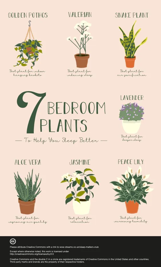 7 گیاه اتاق خواب برای کمک به شما در خواب بهتر - کلوپ خواب