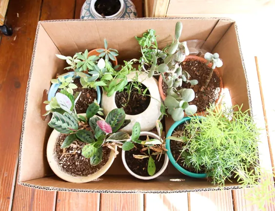 چگونه می توان گیاهان آپارتمانی را به خانه جدید خود منتقل کرد