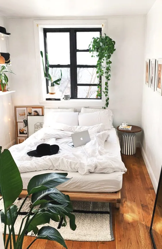 گیاهان آپارتمانی کاکتوس در اتاق خواب