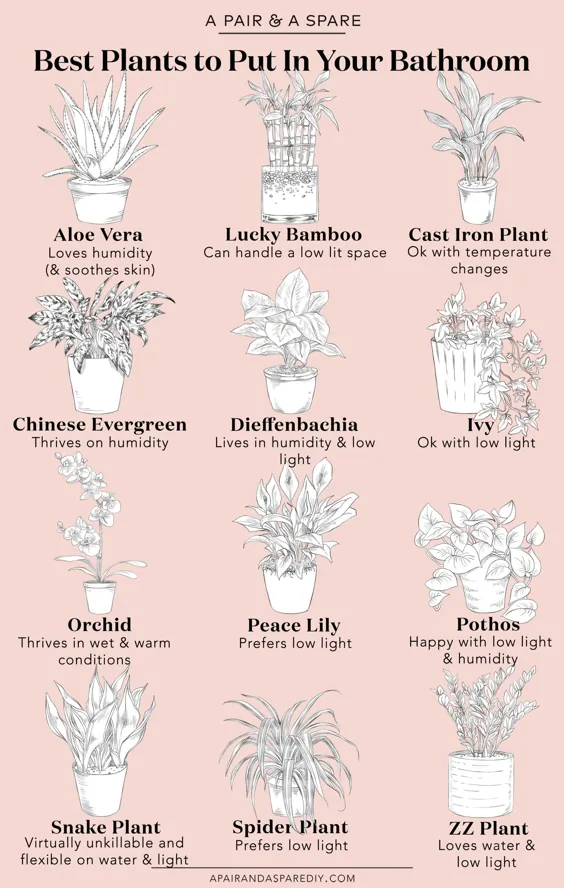 راهنمای بهترین گیاهان برای حمام شما |  ژن جمعی
