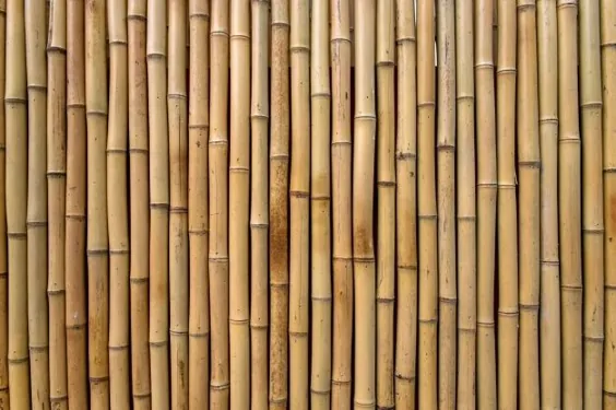 Bamboo Texture را به صورت رایگان بارگیری کنید
