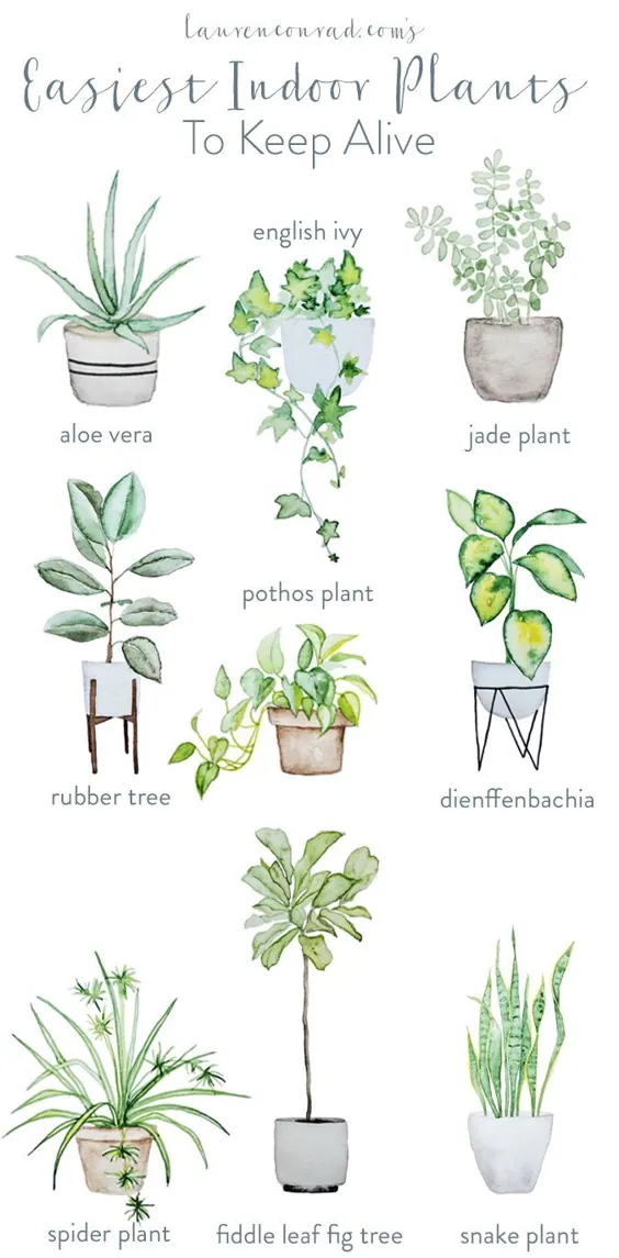 انگشت سبز: آسانترین گیاهان خانگی برای زنده ماندن - لورن کنراد