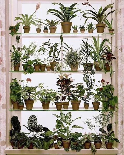 گیاهان گلدانی روی قفسه ها توسط ویلیام گریگسبی