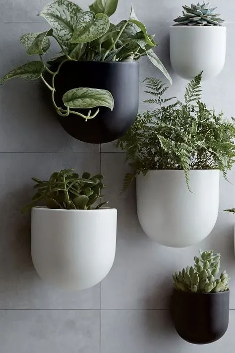 به دیوارهای خالی خود زندگی جدیدی با این گیاهان خیره کننده بدهید