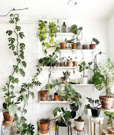 تعویض گیاهان آپارتمانی - همه چیزهایی که باید بدانید - آن زندگی گیاهی