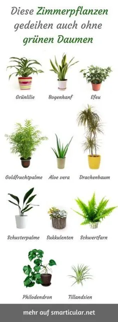 Für alle ohne grünen Daumen: robuste، pflegeleichte Zimmerpflanzen