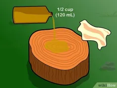 چگونه یک کنده درخت را حفظ کنیم
