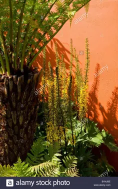 عکس - سرخس درختان و دیوار باغ نارنجی رنگ شده