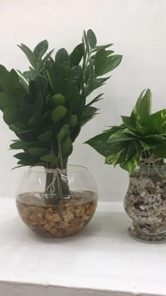3 گیاه در گلدان شیشه ای